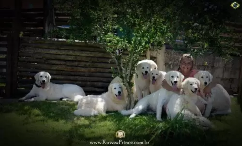 Kuvasz	
