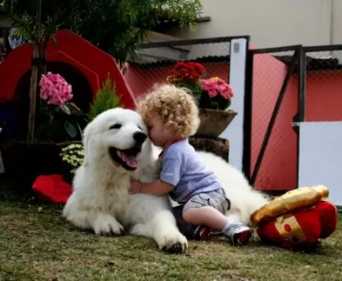 Kuvasz	