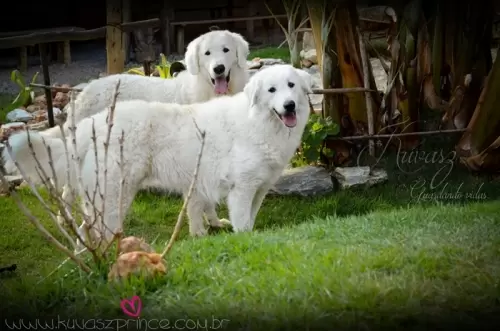 Kuvasz	