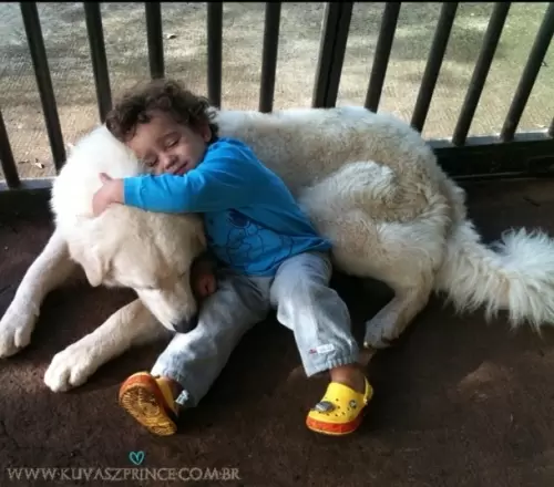 Kuvasz	