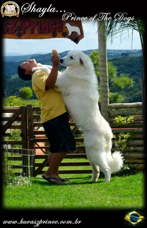 Kuvasz	
