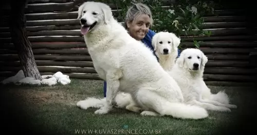 Kuvasz	