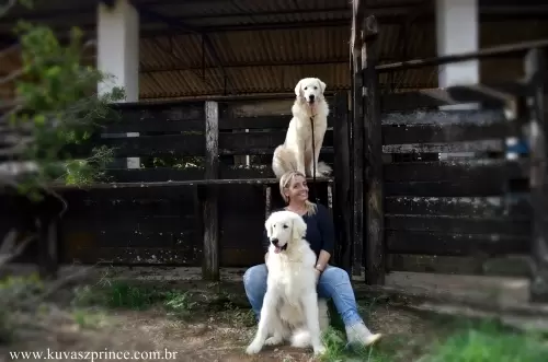 Kuvasz	