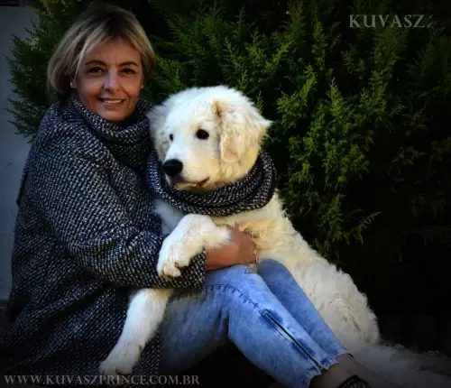 Kuvasz	