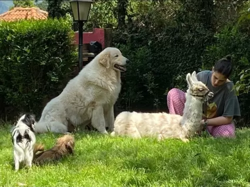 Kuvasz	