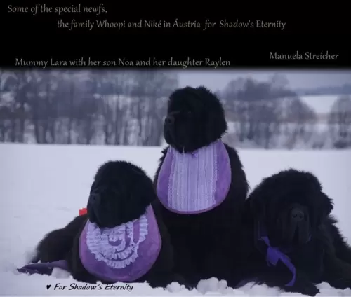 Terranova/Newfoundlands