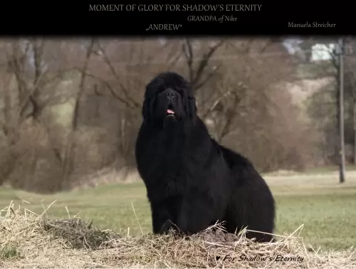 Terranova/Newfoundlands