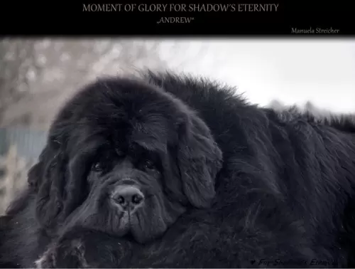 Terranova/Newfoundlands