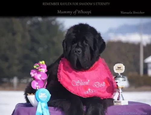 Terranova/Newfoundlands