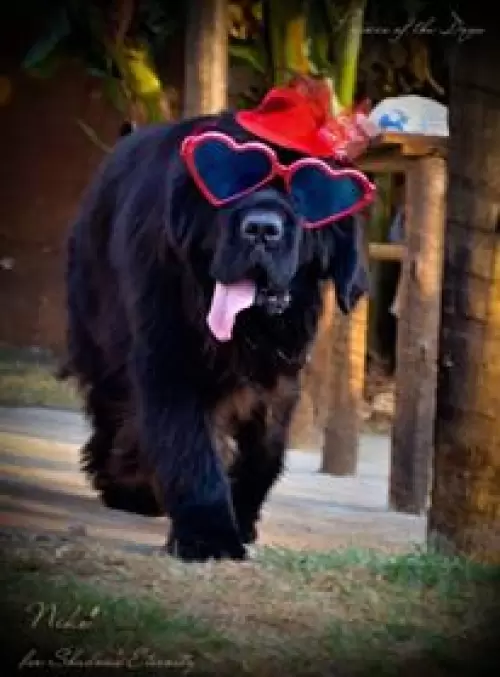 Terranova/Newfoundlands