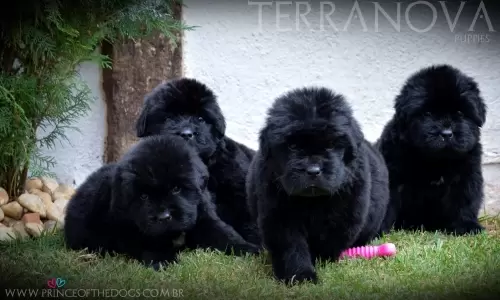 Terranova/Newfoundlands