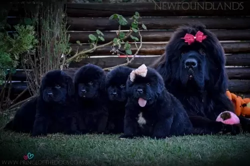 Terranova/Newfoundlands