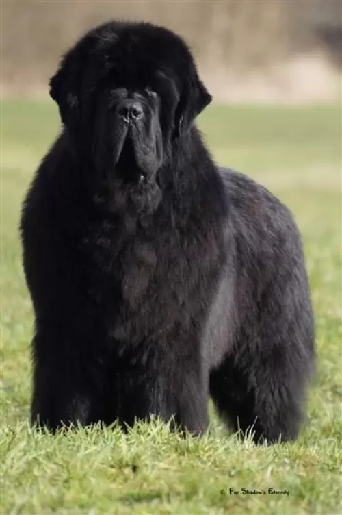 Terranova/Newfoundlands