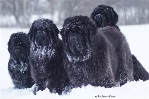 Terranova/Newfoundlands