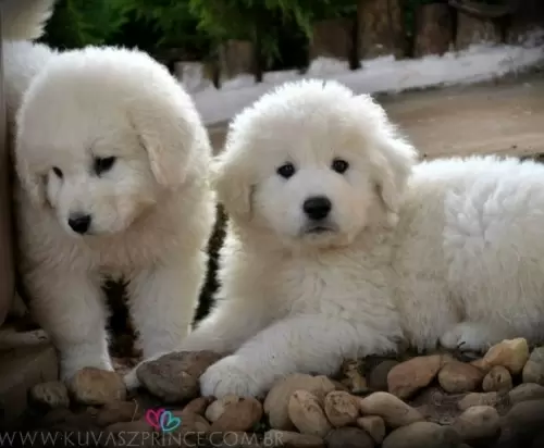 Kuvasz	