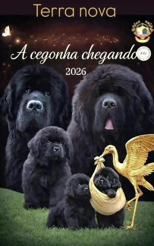 Kuvasz e Terranova