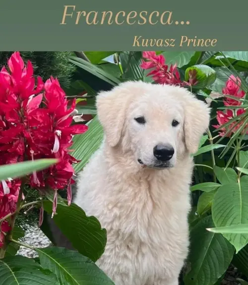 Kuvasz e Terranova