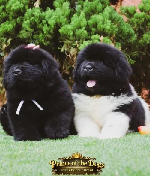 Kuvasz e Terranova