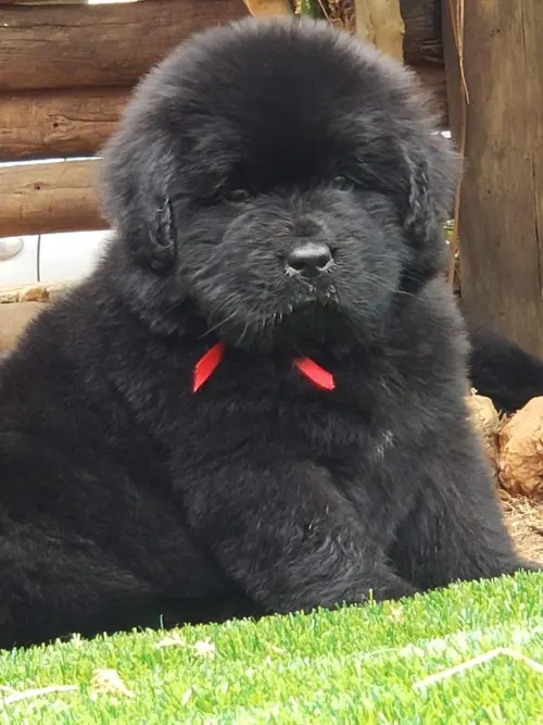 Kuvasz e Terranova