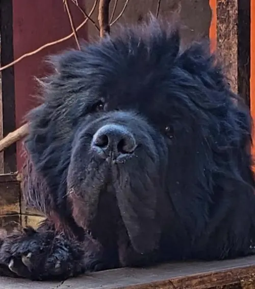 Kuvasz e Terranova