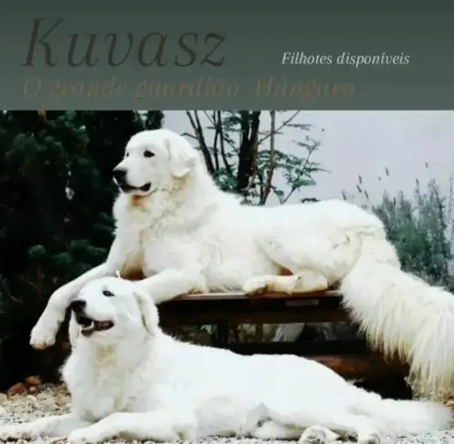 Kuvasz e Terranova