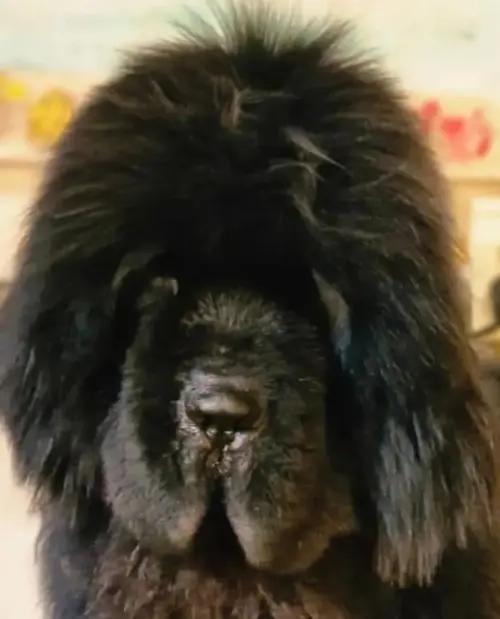 Kuvasz e Terranova