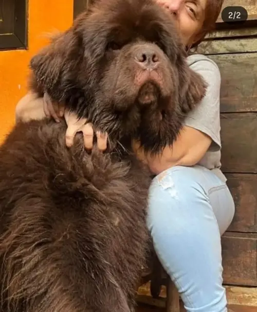 Kuvasz e Terranova