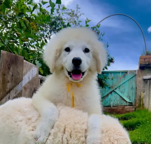 Kuvasz e Terranova