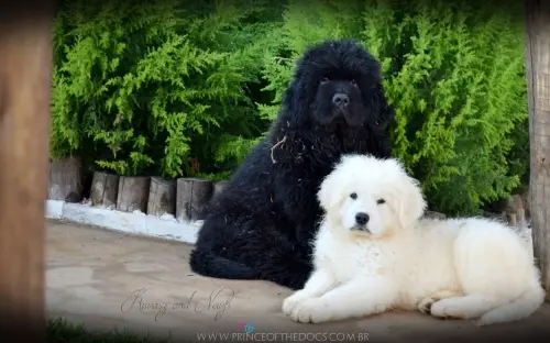 Kuvasz e Terranova