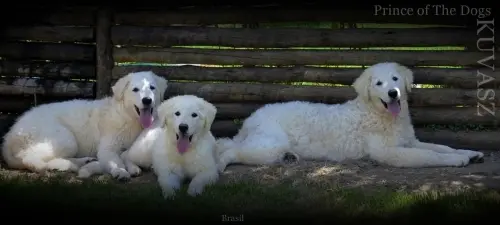Kuvasz e Terranova
