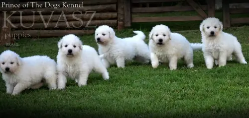 Kuvasz e Terranova