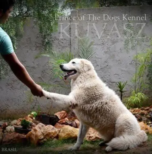 Kuvasz e Terranova