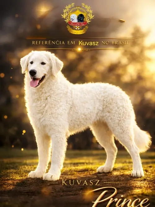 Kuvasz e Terranova