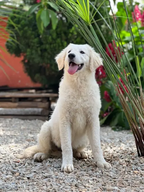 Kuvasz e Terranova