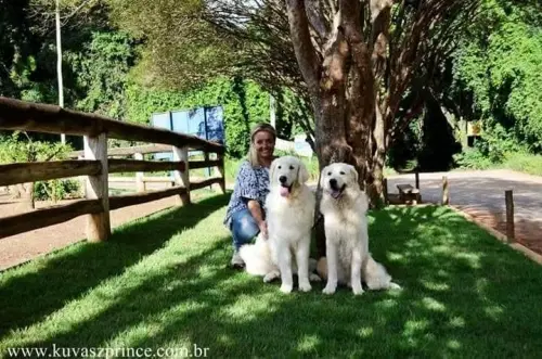 Kuvasz e Terranova