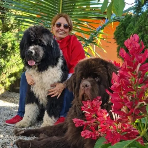 Kuvasz e Terranova