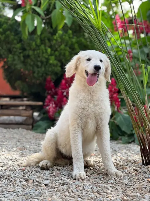 Kuvasz e Terranova