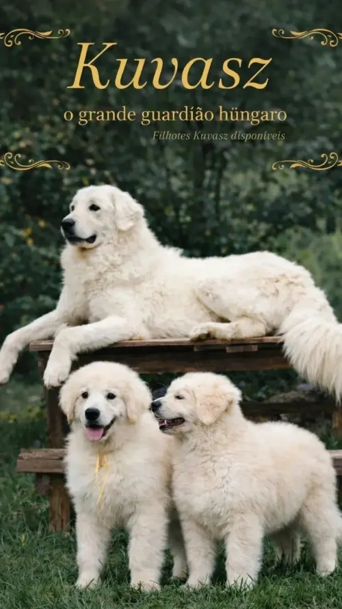 Kuvasz e Terranova