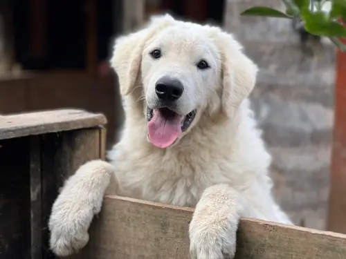Kuvasz e Terranova