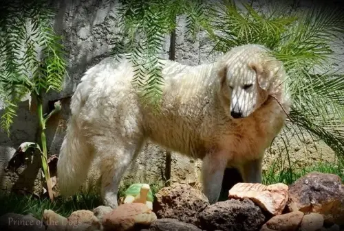 Nossos cães pelo Brasil