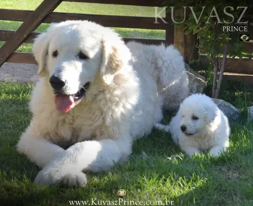 Nossos cães pelo Brasil