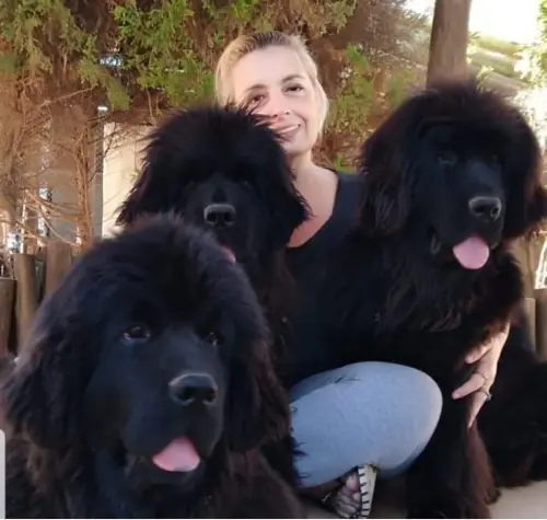 Nossos cães pelo Brasil